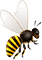 honey-img3.png